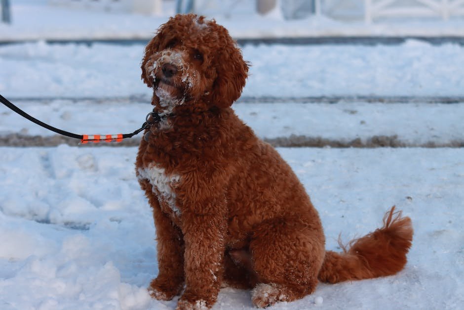 What are australian labradoodle traits?