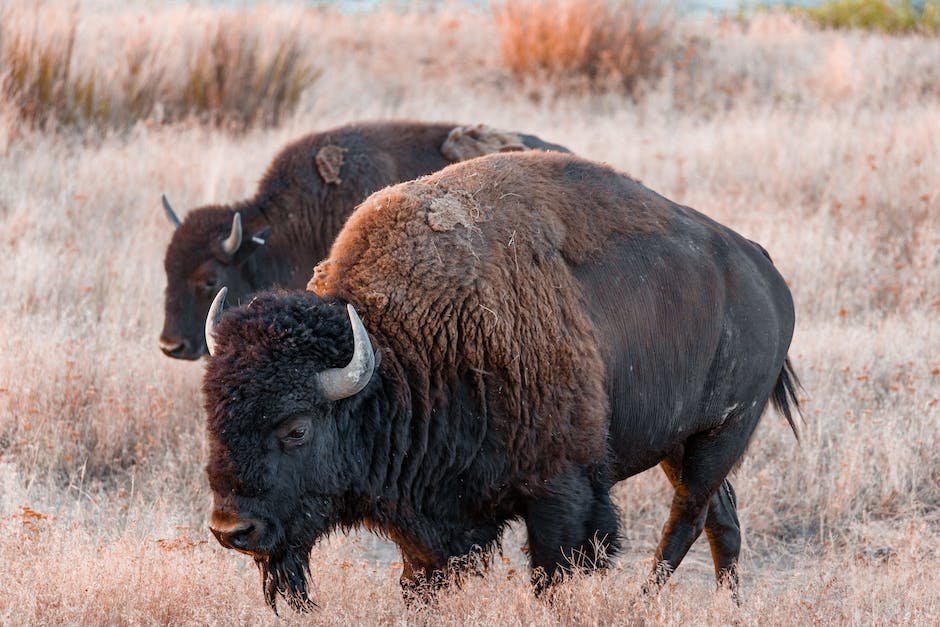 What are bison traits?