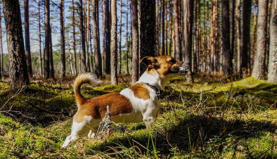 What are jack russell terrier personality traits? - factstraits.com