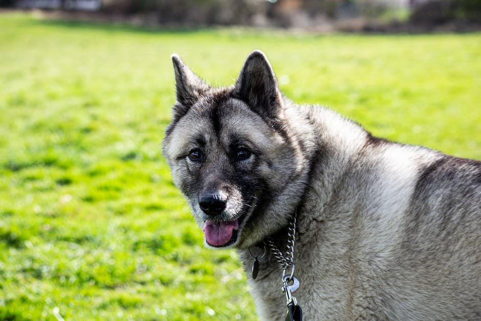 What are norwegian elkhound traits?