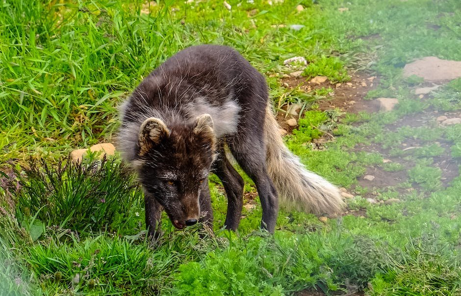 what-are-stone-fox-traits-factstraits