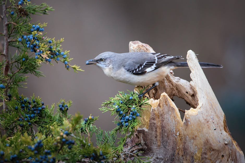 What are blue jay traits?