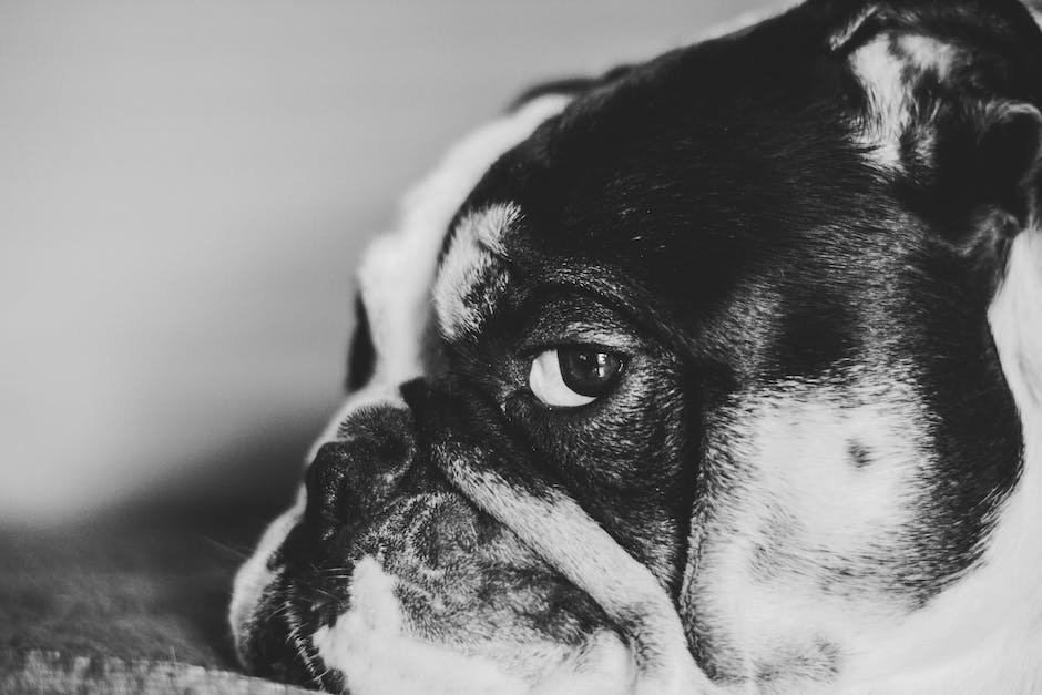 What are english bulldog personality traits?