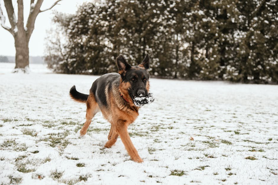 What are german shepherd dog traits? - factstraits.com