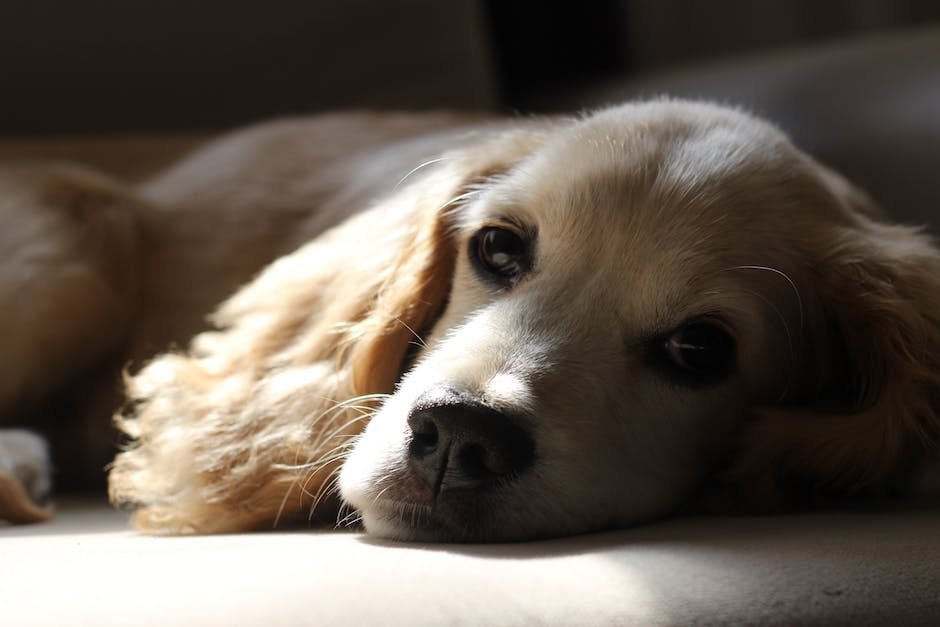 What are golden retriever dog traits?