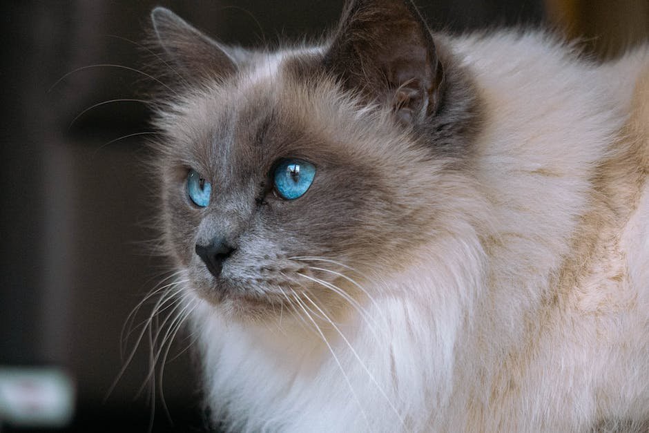 What are ragdoll cats traits?