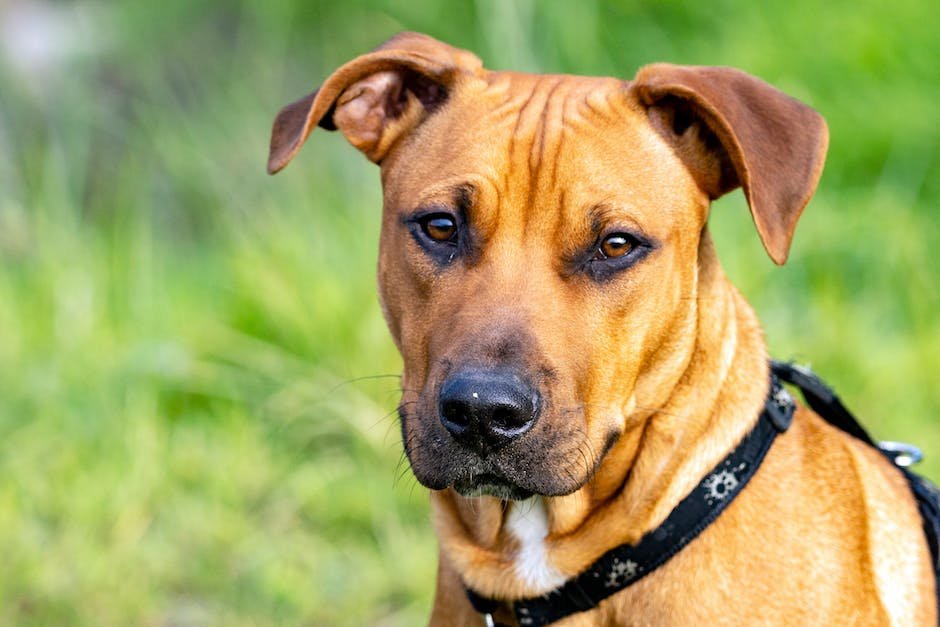 What are ridgeback traits? - factstraits.com