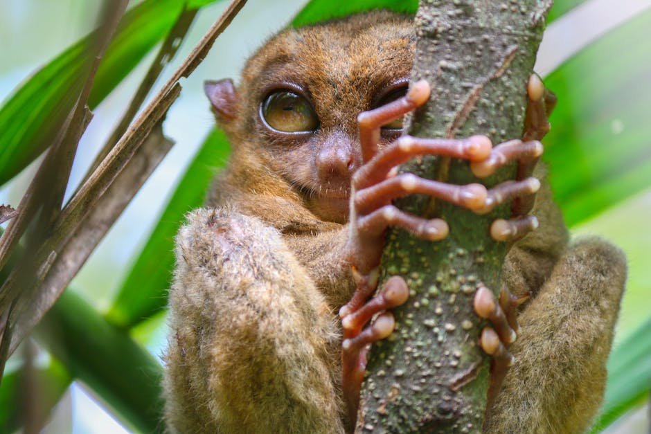 What are tarsier traits? - factstraits.com