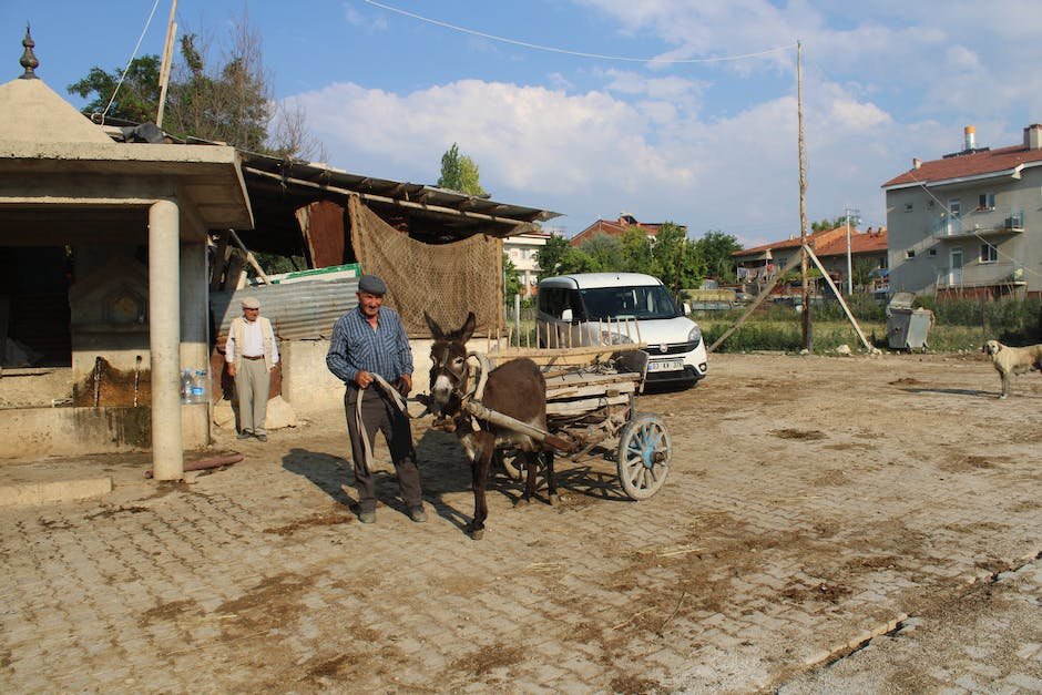 What are traits of a donkey?