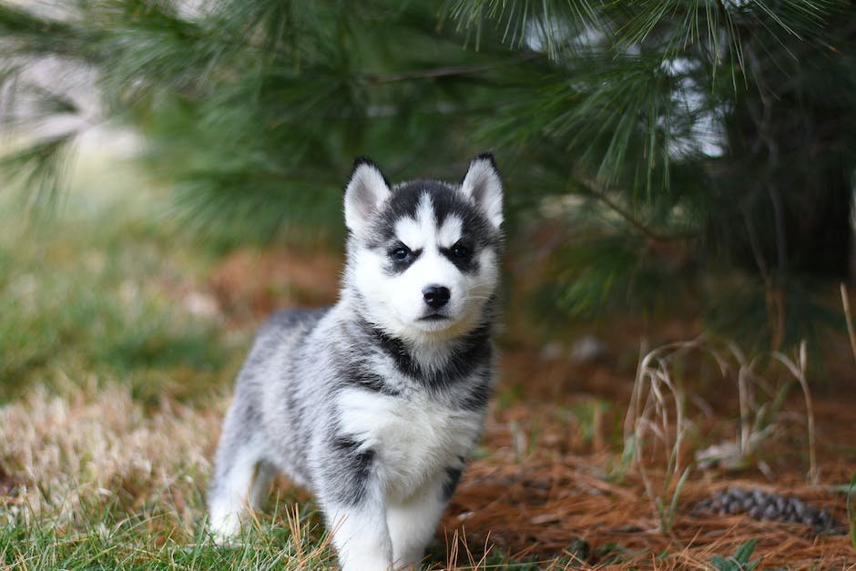 What are traits of a husky? - factstraits.com