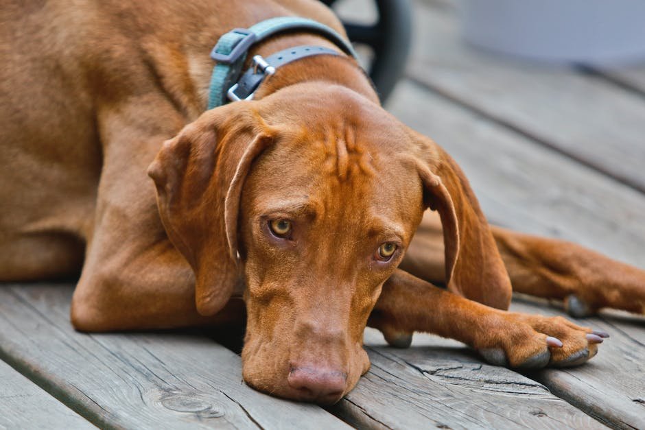 What are vizsla dog traits?