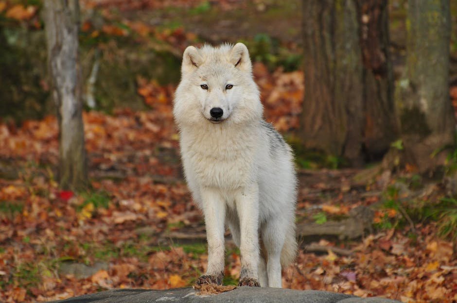 What are wolf traits in humans?