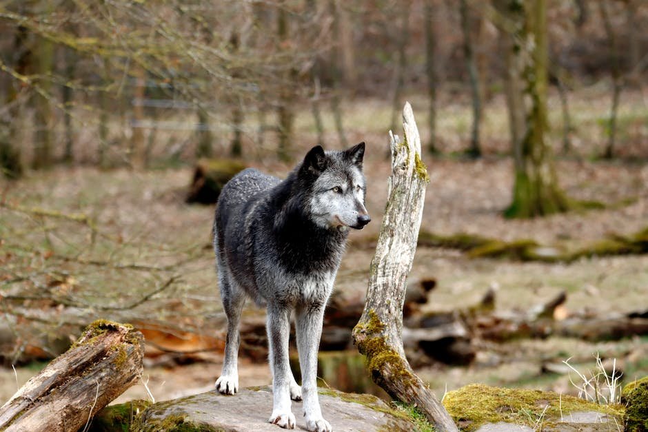 What are wolfdog traits? - factstraits.com