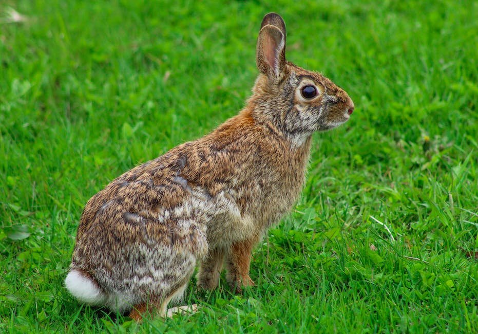 facts-about-baby-bunnies-factstraits