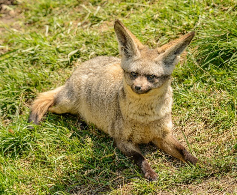 Facts about bat eared foxes?