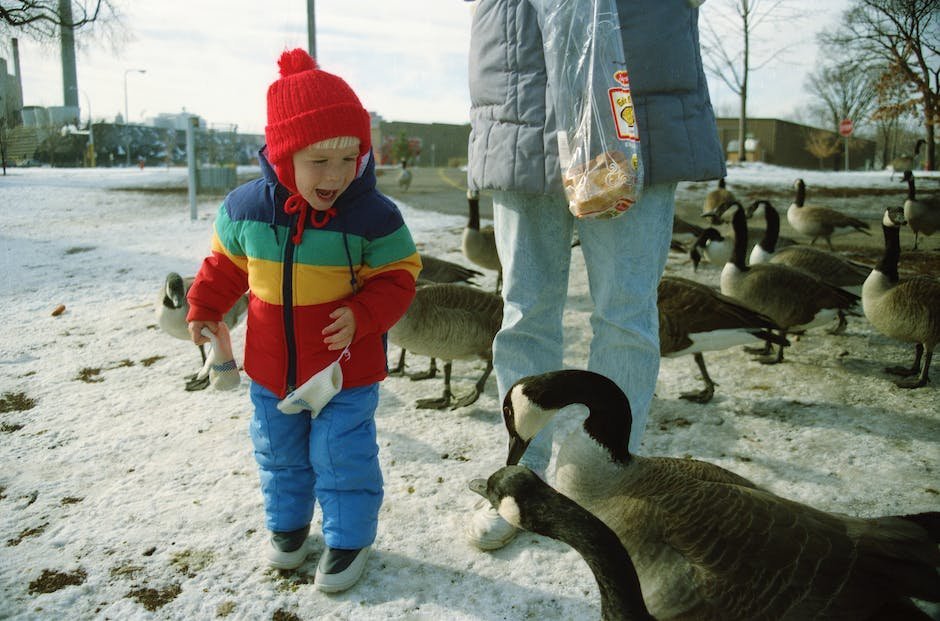 Facts About Birds For Kids Factstraits
