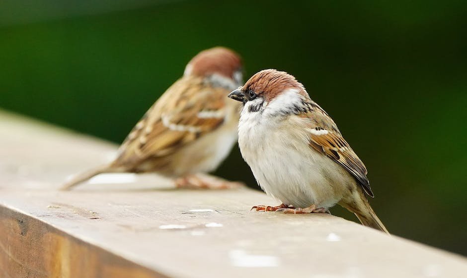 Facts About Birds For Kindergarten Factstraits