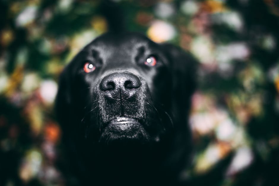 facts-about-black-labrador-dogs-factstraits