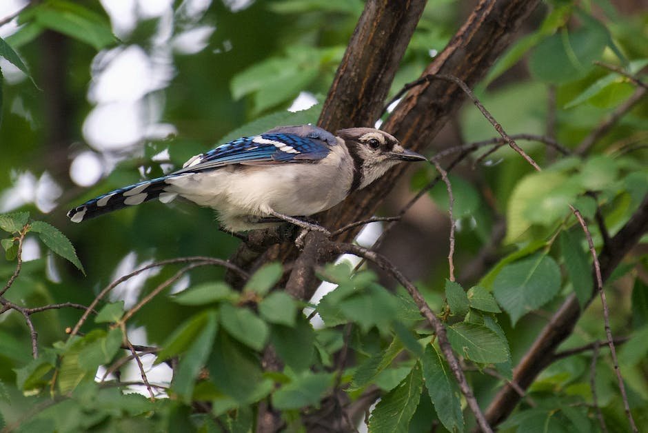 Facts about blue jay birds?