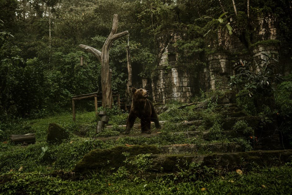 Facts about brown bears hibernation?