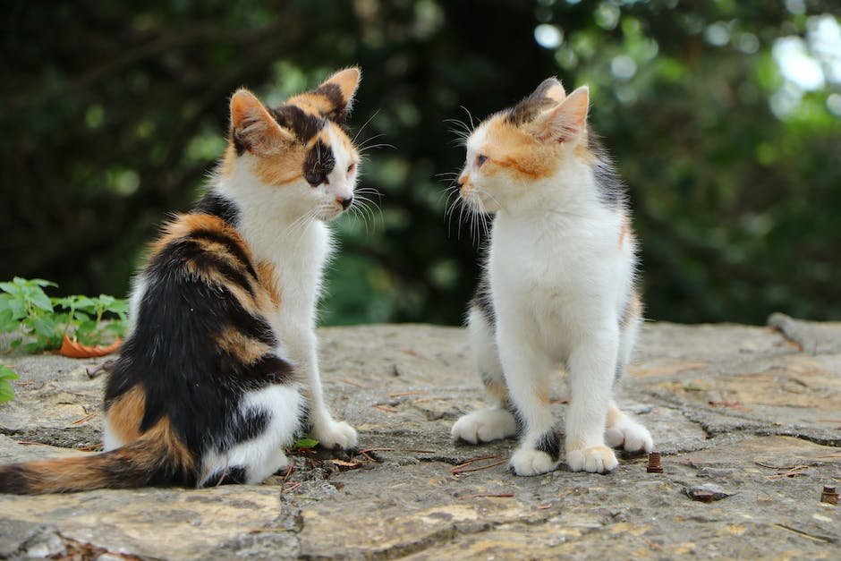 Facts About Calico Kittens