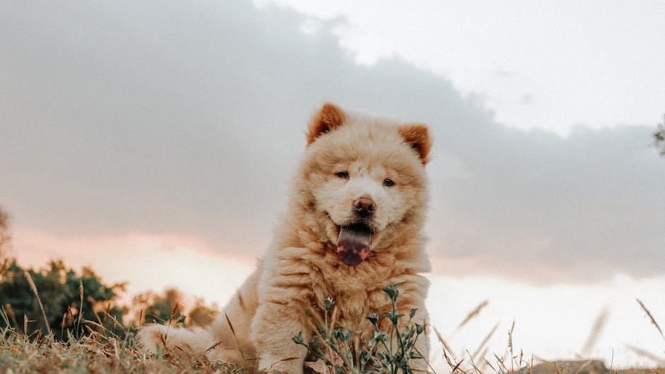 Facts about chow chow dogs? - factstraits.com