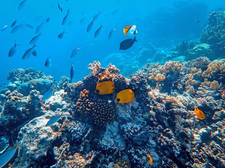 Facts About Coral Reefs Animals? - Factstraits.com