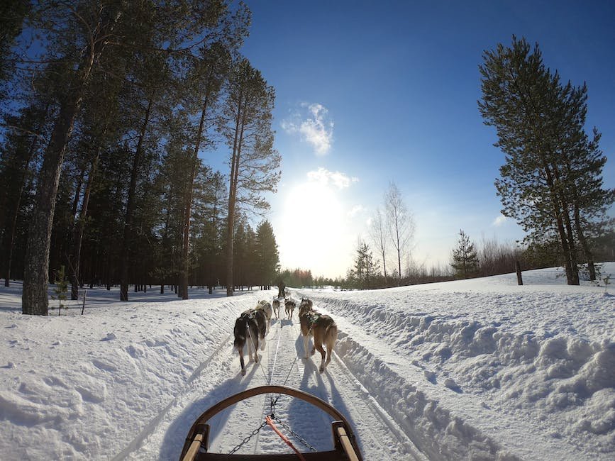 facts-about-dog-sled-races-factstraits