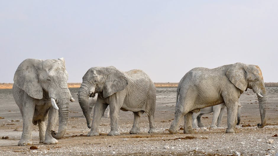 Facts about elephant and their herd?