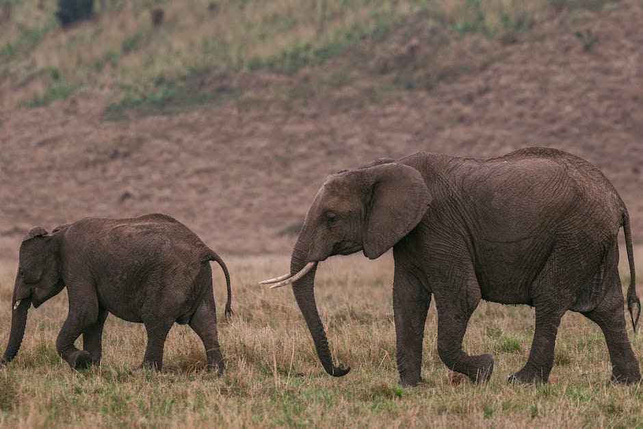 Elephant reserve