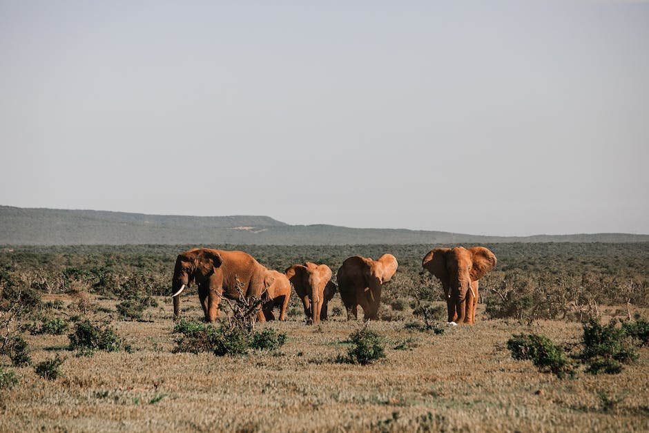 Facts about elephant habitat? - factstraits.com