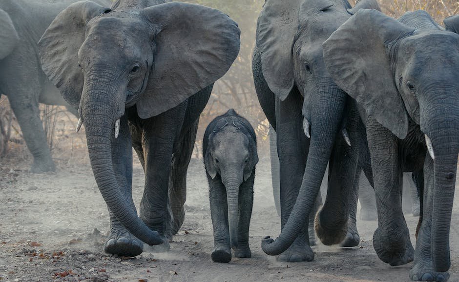 Facts about elephant herd?