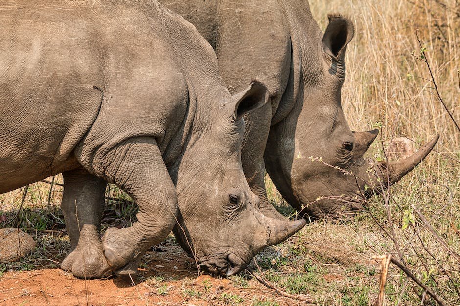 Facts About Endangered Animals In Africa Factstraits facts-about-endangered-animals-in-africa-factstraits